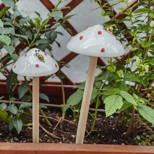 weißer Outdoor Pilz