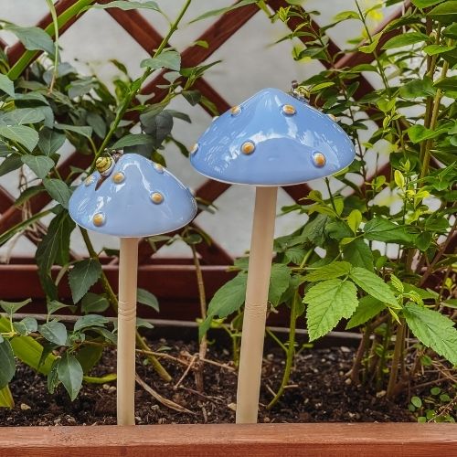 hellblau Pilz Outdoor