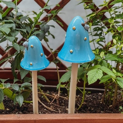 türkkiser Pilz