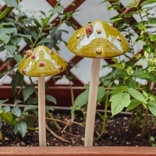 grüner Outdoor Pilz