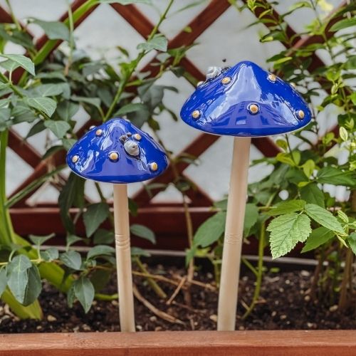 blauer Outdoor Pilz
