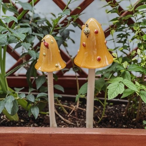 gelber Outdoor Pilz