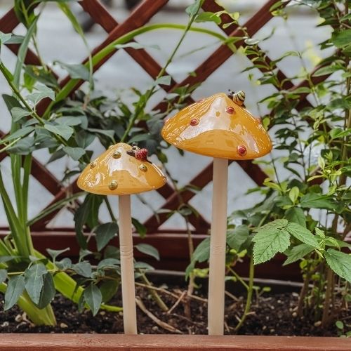 gelber Pilz Outdoor