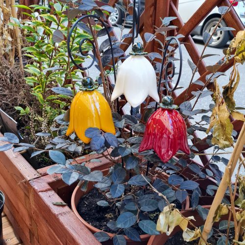 gelbe-Glockenblume-outdoor