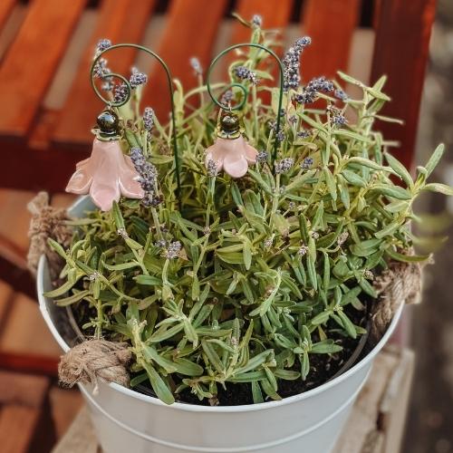 Glockenblume rosa