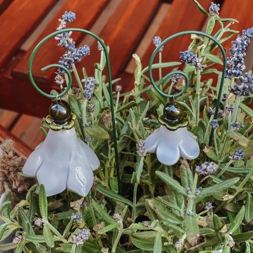 Glockenblume hellblau
