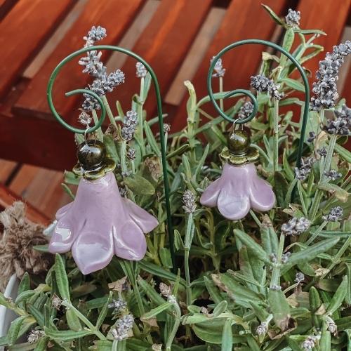 lila Glockenblume