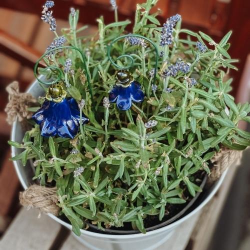 blaue Glockenblume