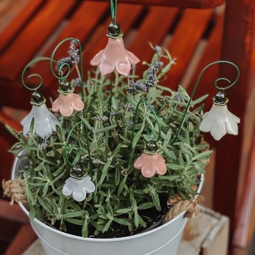 Glockenblume klein rosa