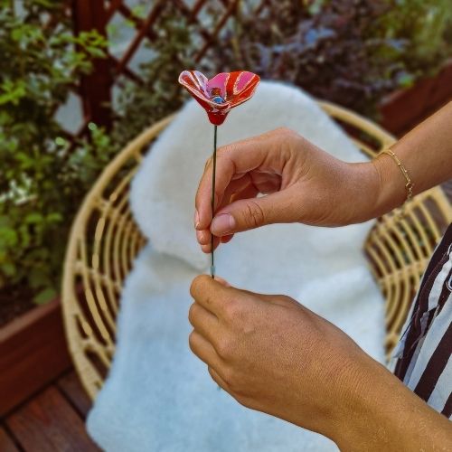 rote Mohnblume