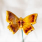 Schmetterling